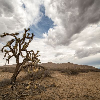 Le désert de Mojave