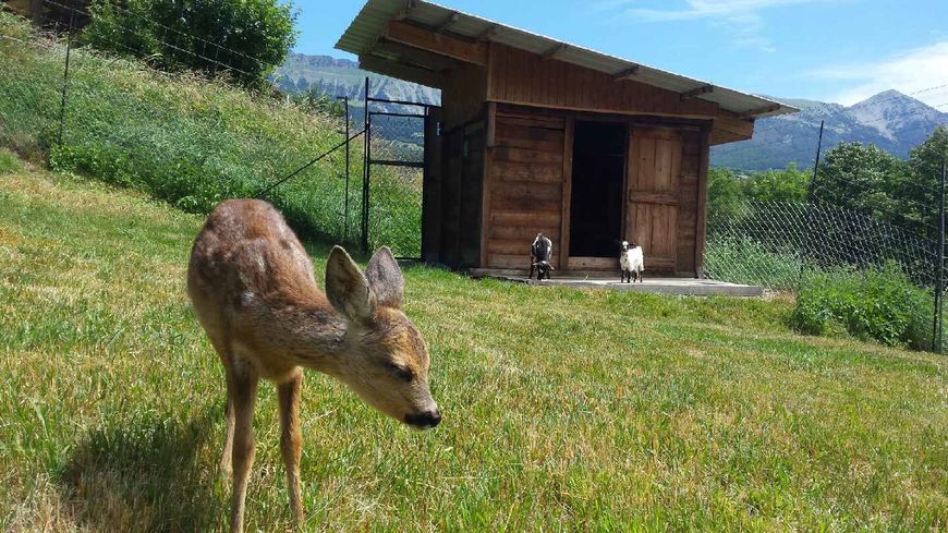 Bambi un faon de 3 mois recueilli dans une ferme dans les Alpes de Haute-Provence