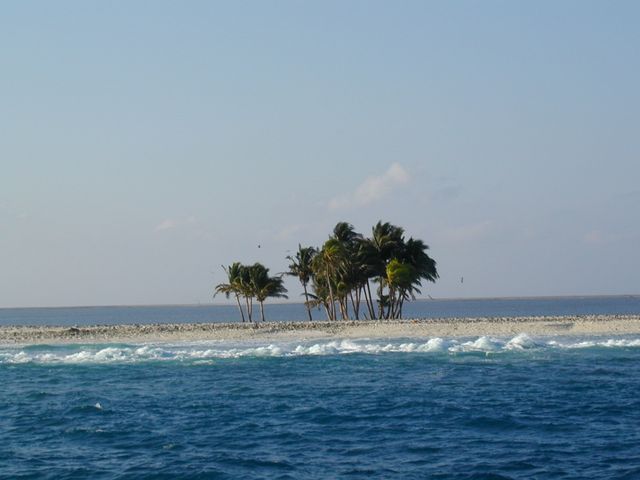 Une palmeraie sur l'atoll de Clipperton