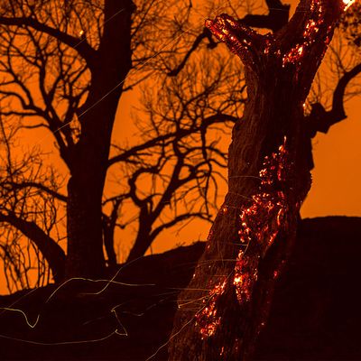 Durant l'été 1960, des incendies de forêt ont ravagé le Montana