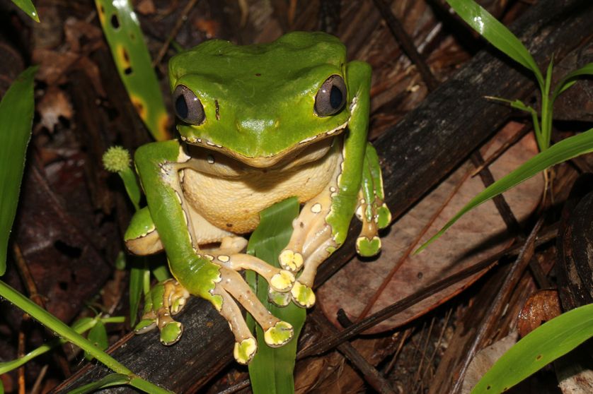 Phyllomedusa bicolor