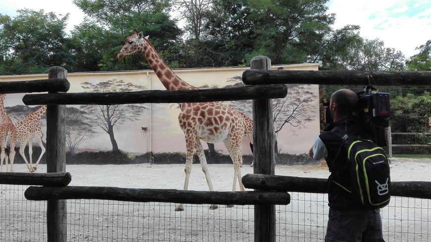 Une girafe du zoo de La Flèche est filmée pour l'émission de France 4.