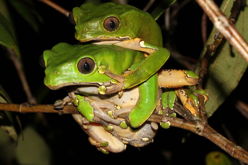 Couple Phyllomedusa bicolor