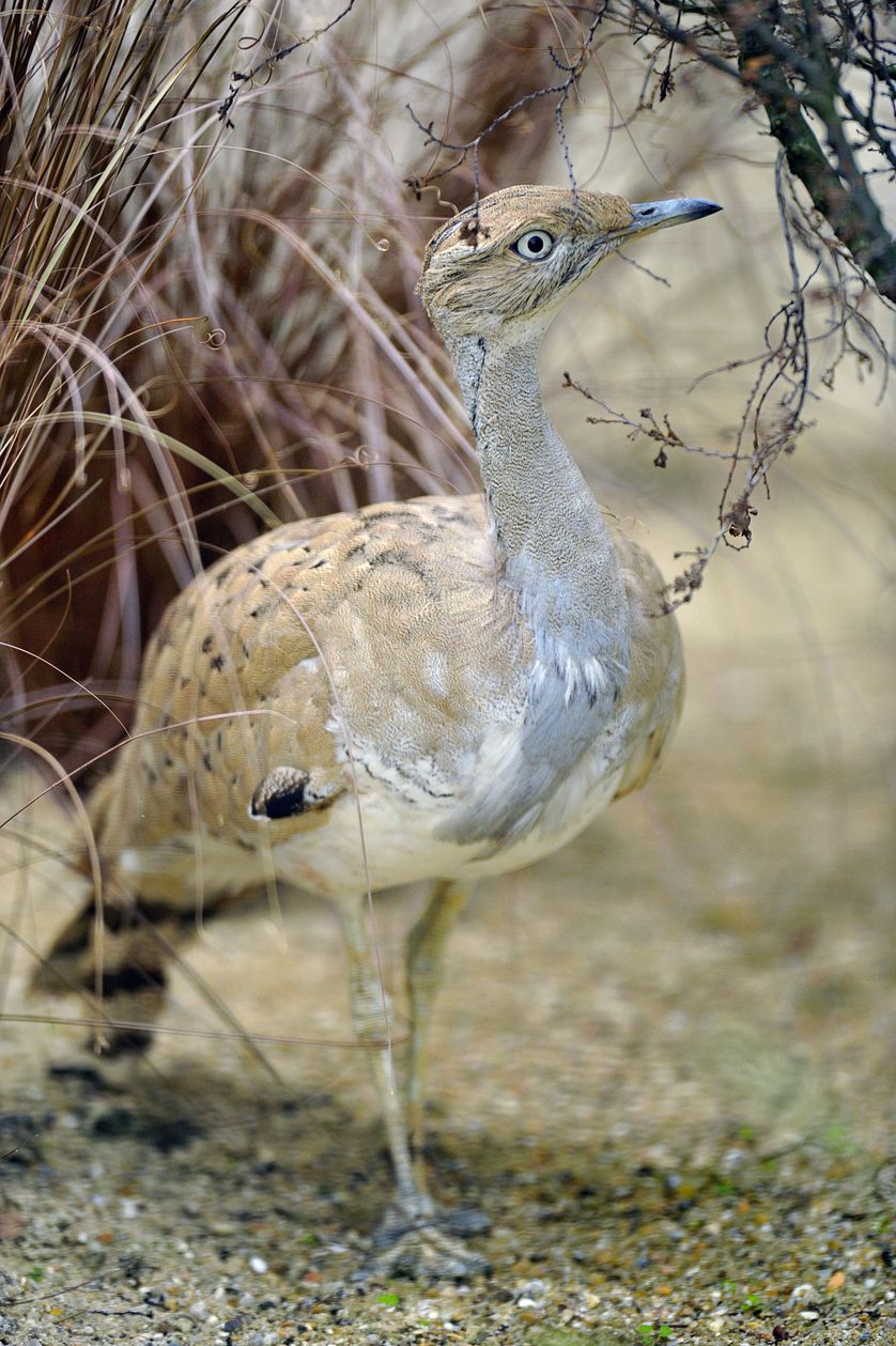 Outarde houbara
