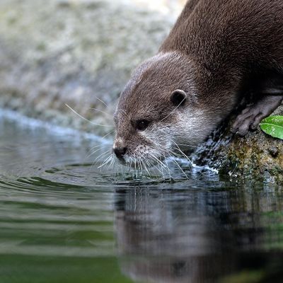 Une loutre au zoo de Berlin