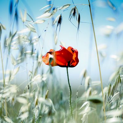 Coquelicot