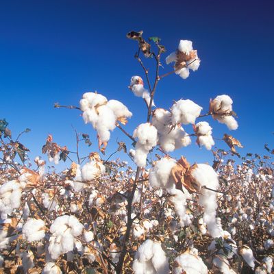 Chaps de coton