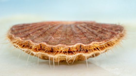 Coquille Saint-Jacques - Erwan AMICE