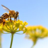 Monde des abeilles