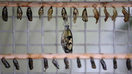 Un papillon émerge de son cocon à la fin de sa métamorphose ©Reuters