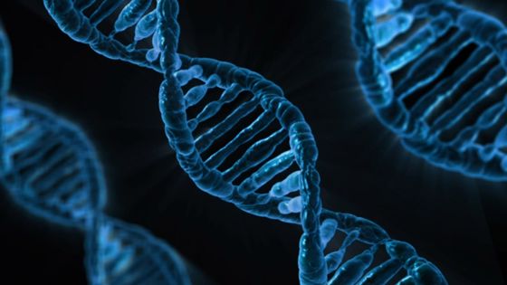 Une vision de l'ADN