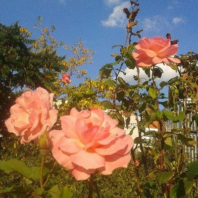 Roses du square Serge Gainsbourg à la Porte des Lilas
