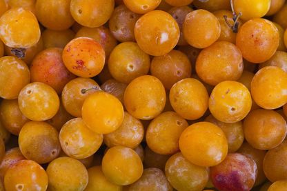Mirabelles Mirabelles