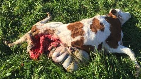 Veau attaqué par un loup à Lans-en-Vercors