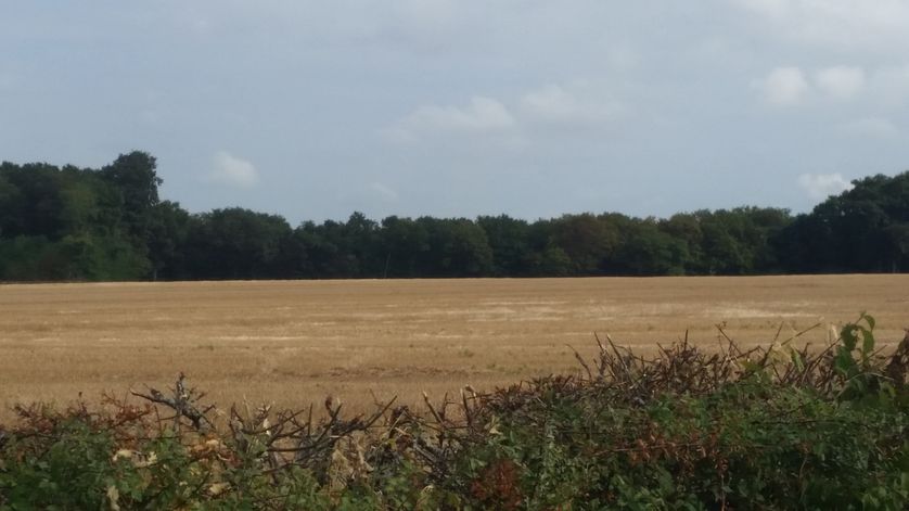 Brenne, Indre du Sud, champs grillés par la sécheresse