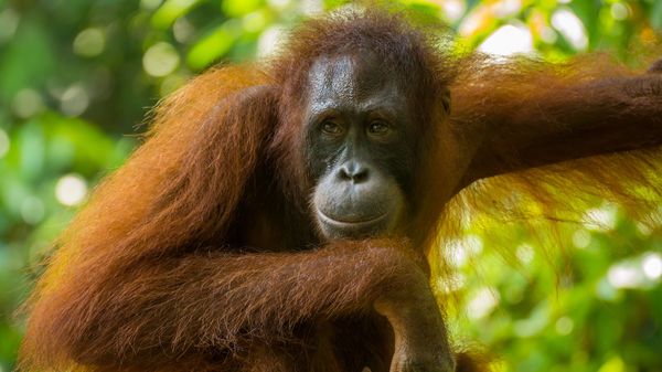 Orang-outan observateur