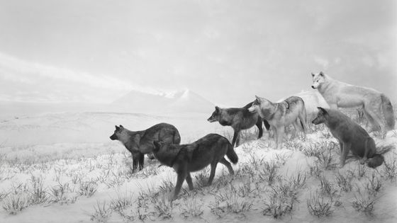 Hiroshi Sugimoto, Alaskan Wolves, 1994, Tirage gélatino-argentique, 120 × 210 cm - Collection de l’artiste. © Hiroshi Sugimoto