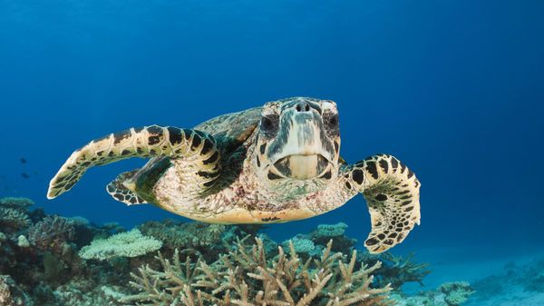 Tortue imbriquée