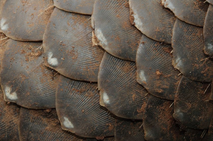 En juin dernier, les autorités hongkongaises ont découvert à l'intérieur d'un cargo provenant d'Afrique 4,4 tonnes d'écailles de pangolin !