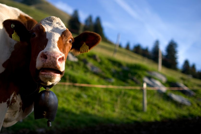 Une vache dans les pâturages de montagnes suisses