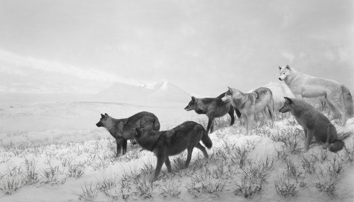 Alaskan Wolves, 1994