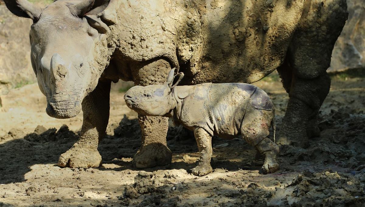 Naissance Exceptionnelle D Un Bebe Rhinoceros Au Zoo De Beauval