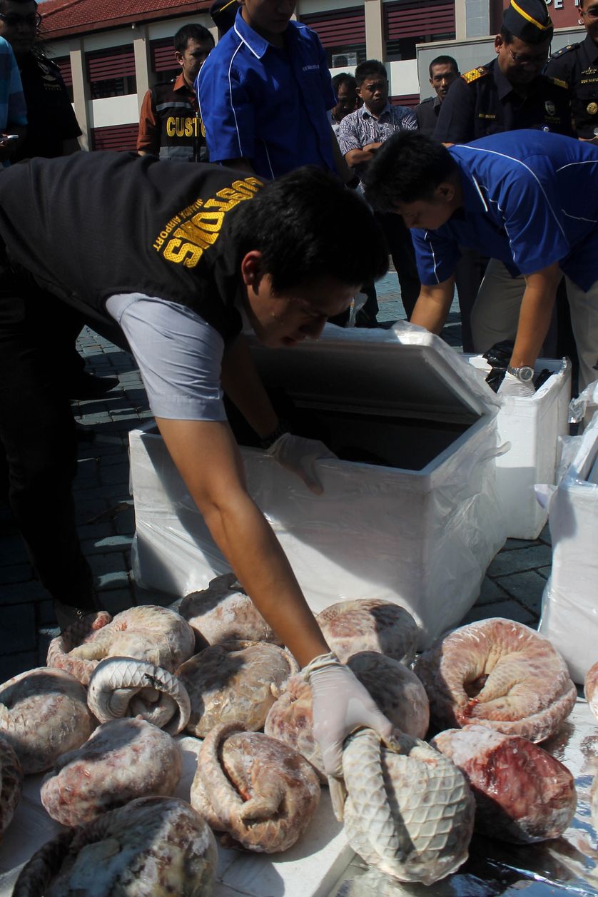 Saisie d'1,3 tonne de viande de pangolin congelée à Java, en juillet 2015