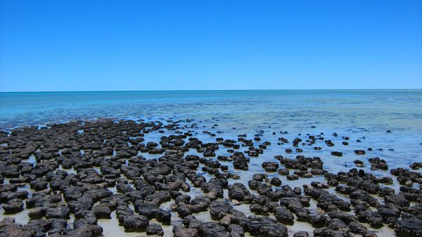 Stromatolites dans la baie des requins (Australie)