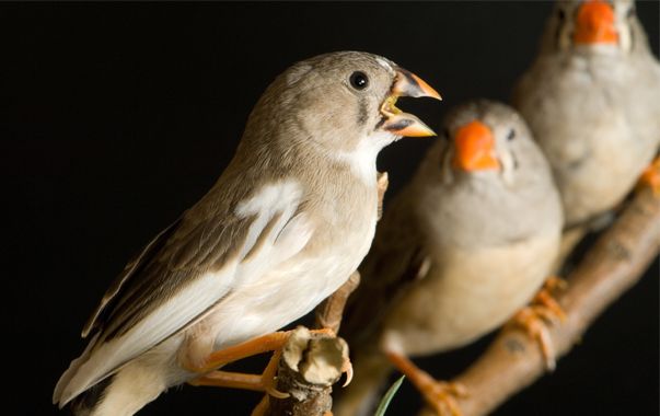 Des neurobiologistes de l'Université de Zurich ont découvert comment les oiseaux sont capables d'entendre leur propre chant et de le comparer à celui de leur «maître»