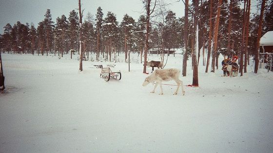 Rennes en Laponie finlandaise, près du lac Inari - Harmonia Amanda / Wikicommons