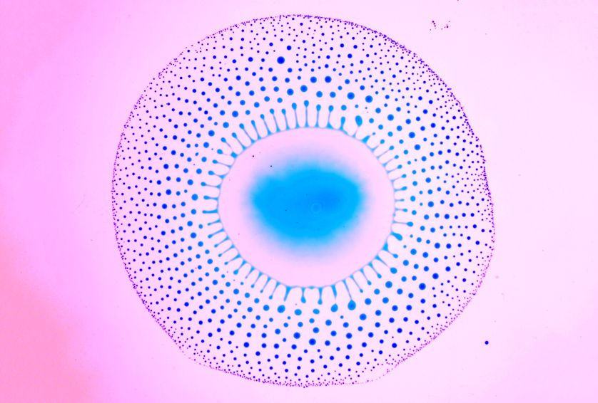 Éclatement d'un mélange eau-alcool à la surface d'un bain d'huile