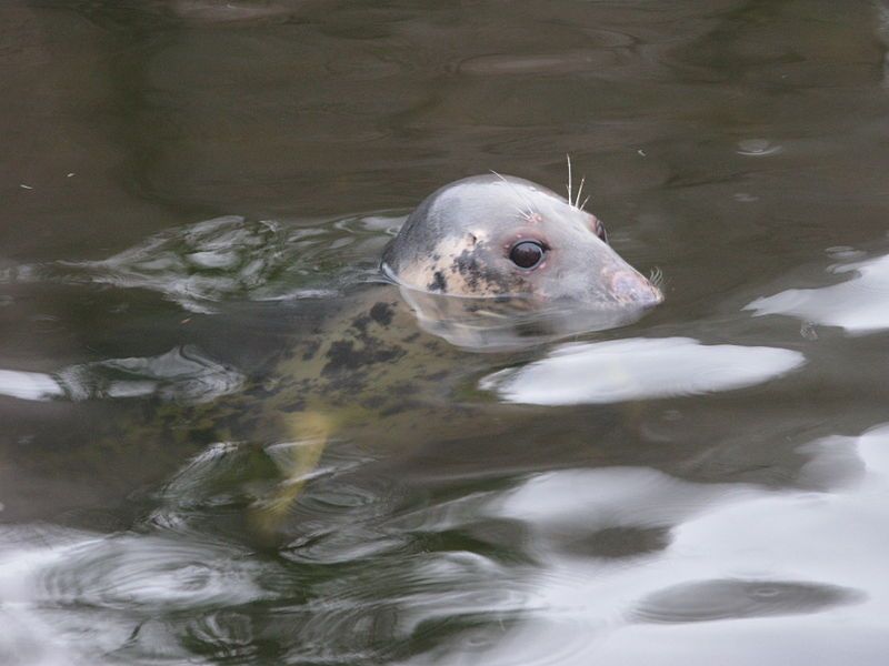 Le phoque gris, probable Nessie.