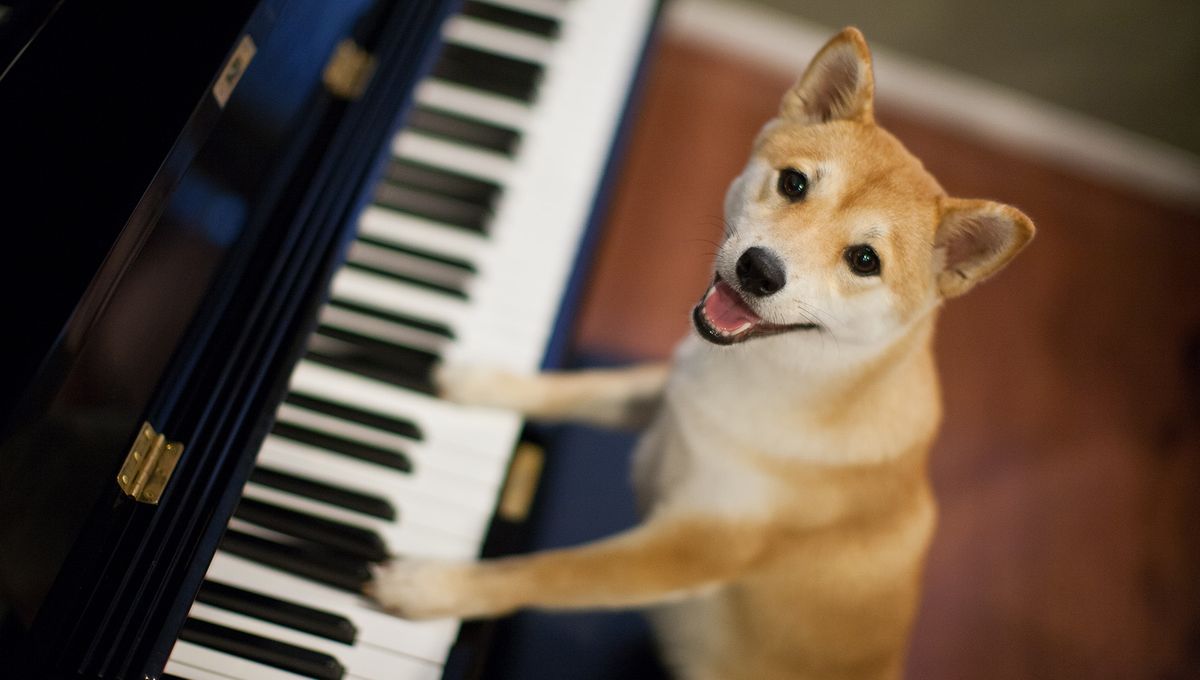 Ah si les chiens pouvaient parler ! - La leçon de piano d'André Manoukian