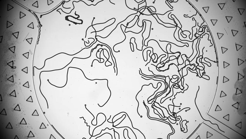 Trajectoires de gouttes nageuses dans une chambre microfluidique