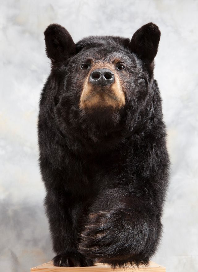 Ours noir naturalis