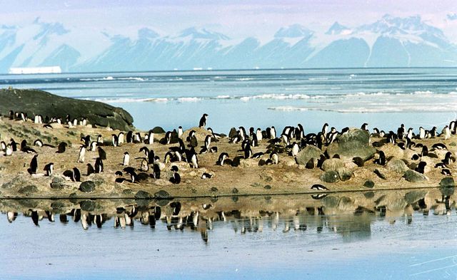 Une colonie de manchots d'Adélie installés sur un éperon rocheux au-dessus des piscines de fonte de glace en mer de Ross