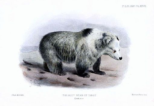 Représentation de l'ours bleu tibétain.