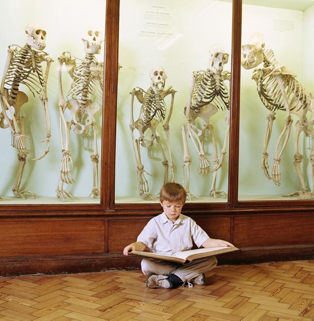 Jeune garçon en train de lire devant un cabinet de squlettes de primates