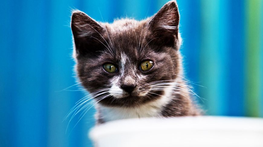 Droit des animaux : quels enjeux ?