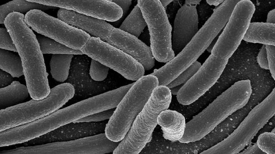 Escherichia coli, l'une des espèces bactériennes sous-dominantes du microbiote intestinal - Creative Commons