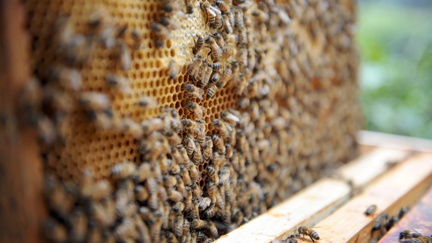 Une ruche de 40.000 abeilles est installée, le 18 mars 2008 dans les jardins parisiens du conseil régional d'Ile-de-France.