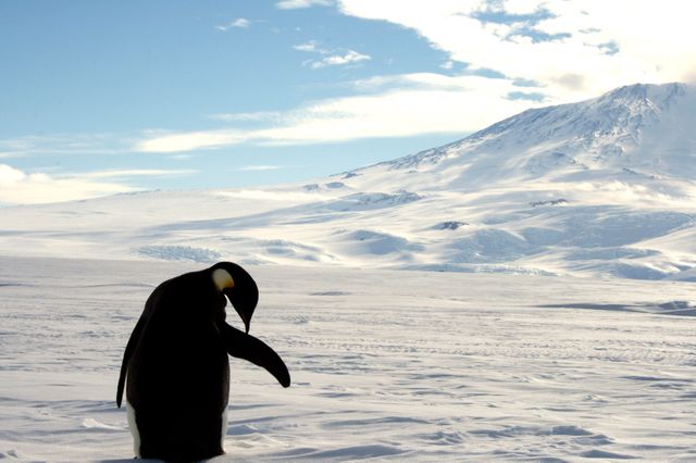 Un penguin empereur, près du Mont Erebus, sur l'île de Ross, dans la mer de Ross