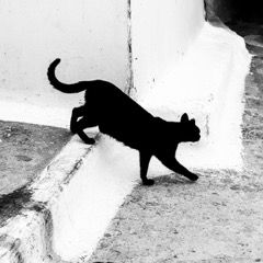 Chat