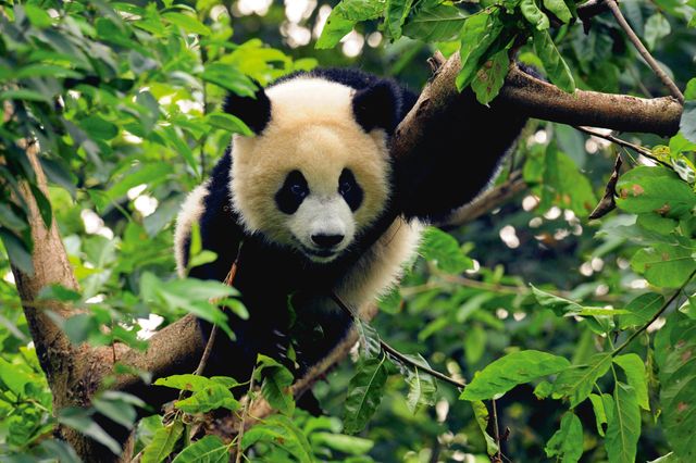 Grand Panda