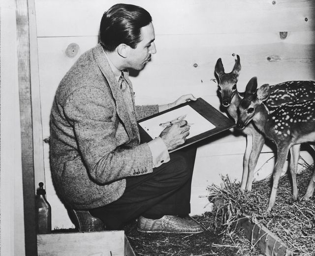 Walt Disney dessinant un faon en 1942 pour Bambi