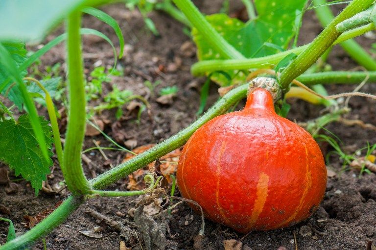 Un potimarron dans un jardin bio