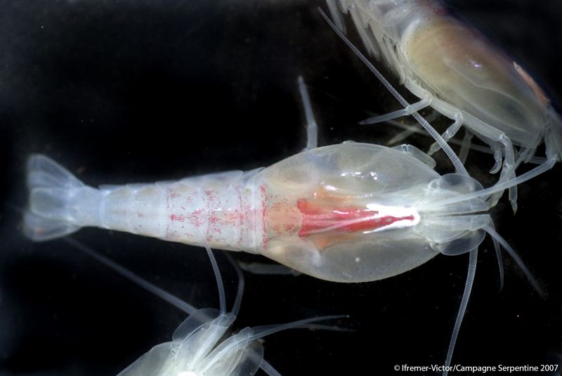 La crevette Rimicaris exoculata et sa large tête.