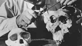 Lewis Leakey examining skulls from Olduvai Gorge, Africa. - Bureau of Land Management/Wikicommons/http://www.blm.gov/ca/st/en/fo/barstow