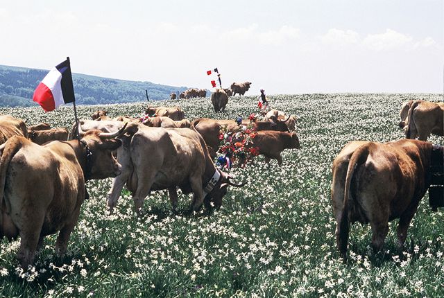 Transhumance