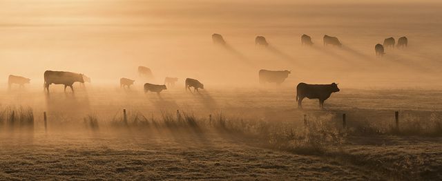 Vaches dans la brume